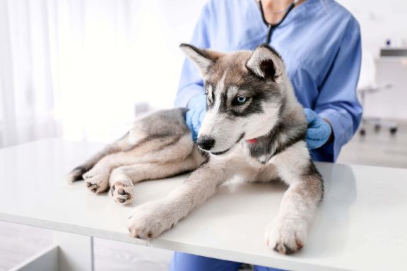 собака на преместье у ветеринара